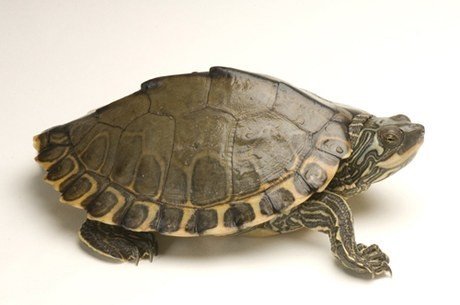 Yearling Pearl River Map Turtle - Alicia Exotic Pets Home