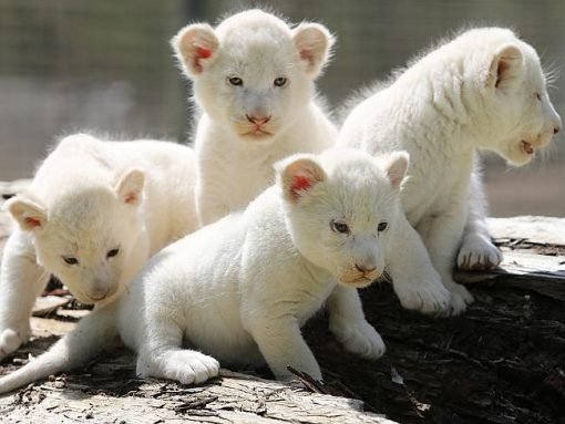 Buy White Lion Cubs - Alicia Exotic Pets Home